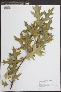 Quercus palustris image