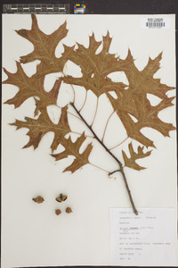 Quercus palustris image