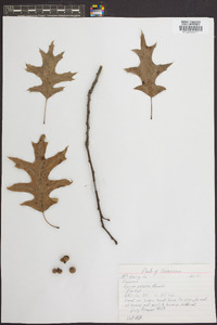 Quercus palustris image