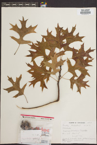 Quercus palustris image