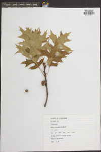 Quercus palustris image