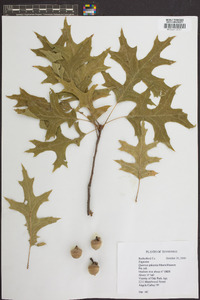 Quercus palustris image