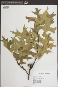 Quercus palustris image