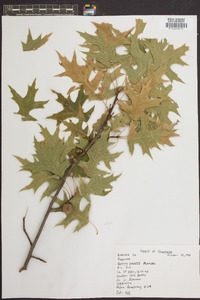 Quercus palustris image