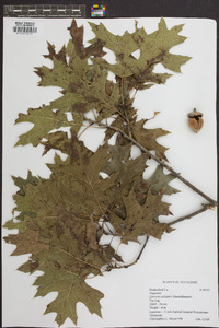 Quercus palustris image