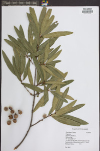 Quercus phellos image