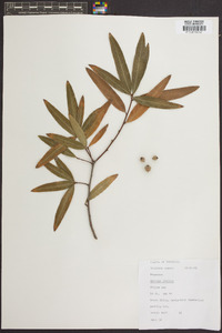 Quercus phellos image