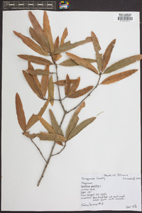 Quercus phellos image