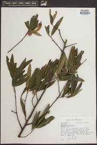 Quercus phellos image