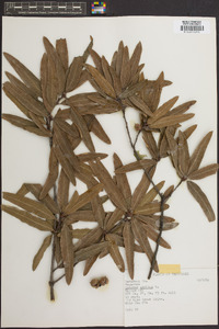 Quercus phellos image