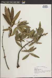 Quercus phellos image