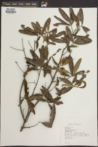 Quercus phellos image
