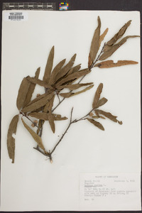 Quercus phellos image