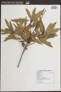 Quercus phellos image