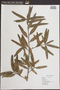 Quercus phellos image