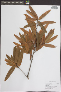 Quercus phellos image