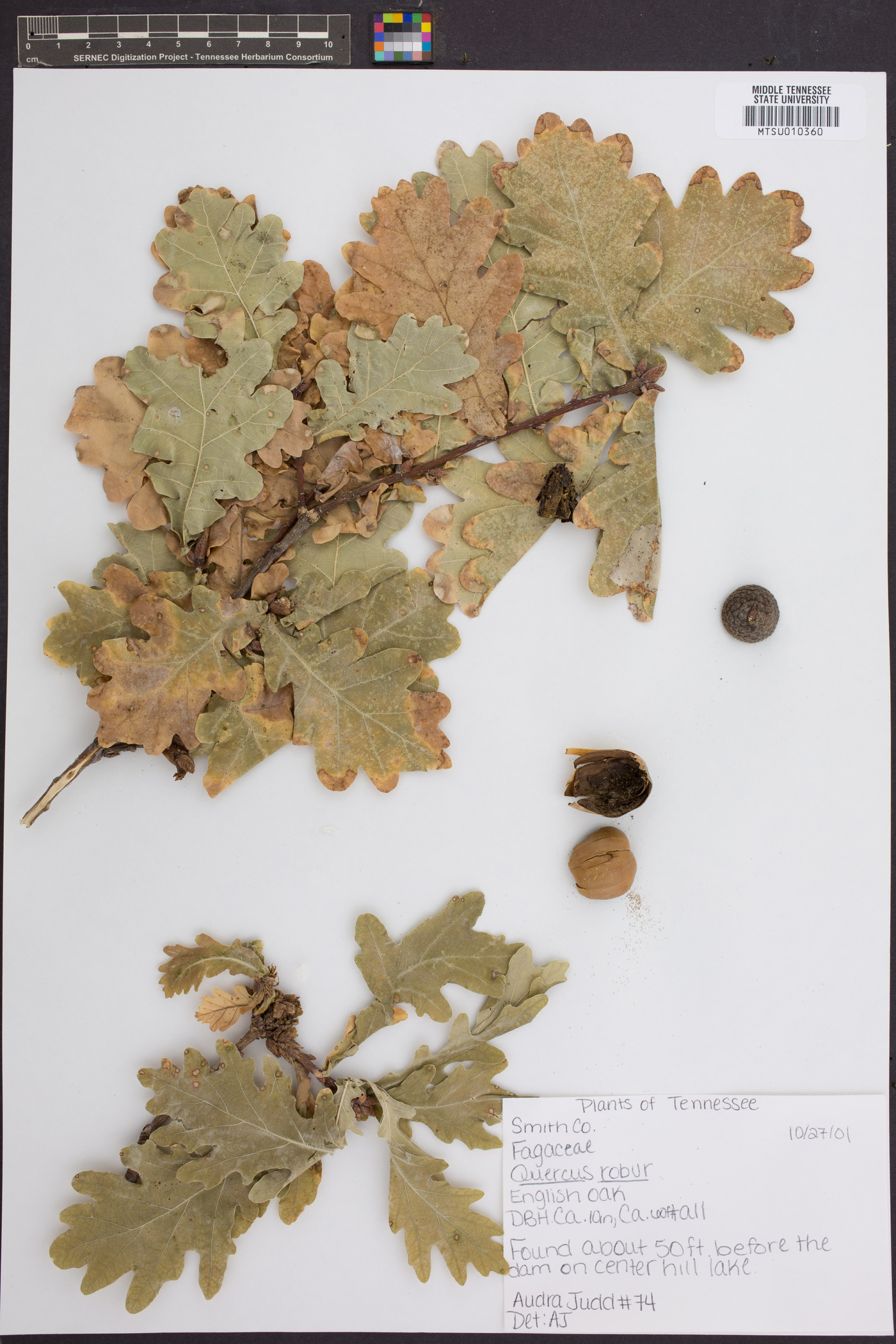 Quercus robur image