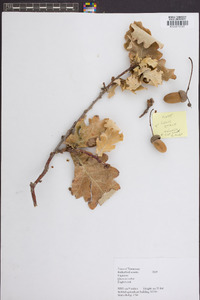 Quercus robur image