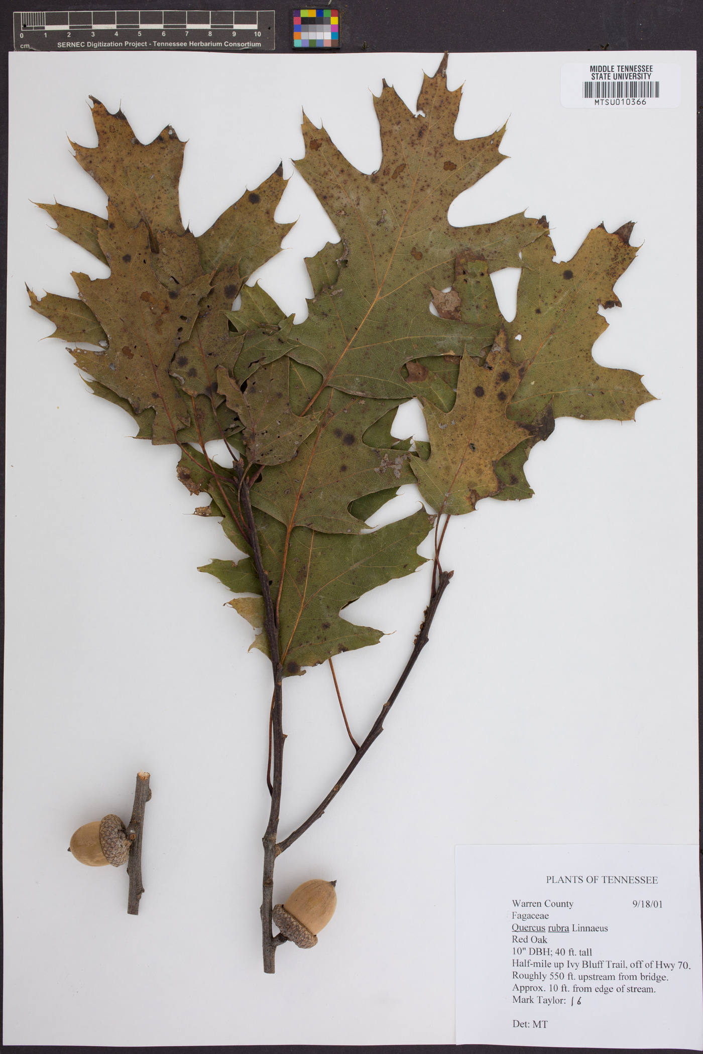 Quercus robur image
