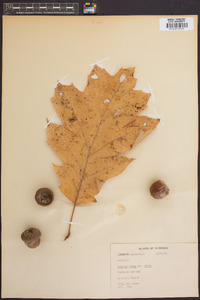 Quercus robur image