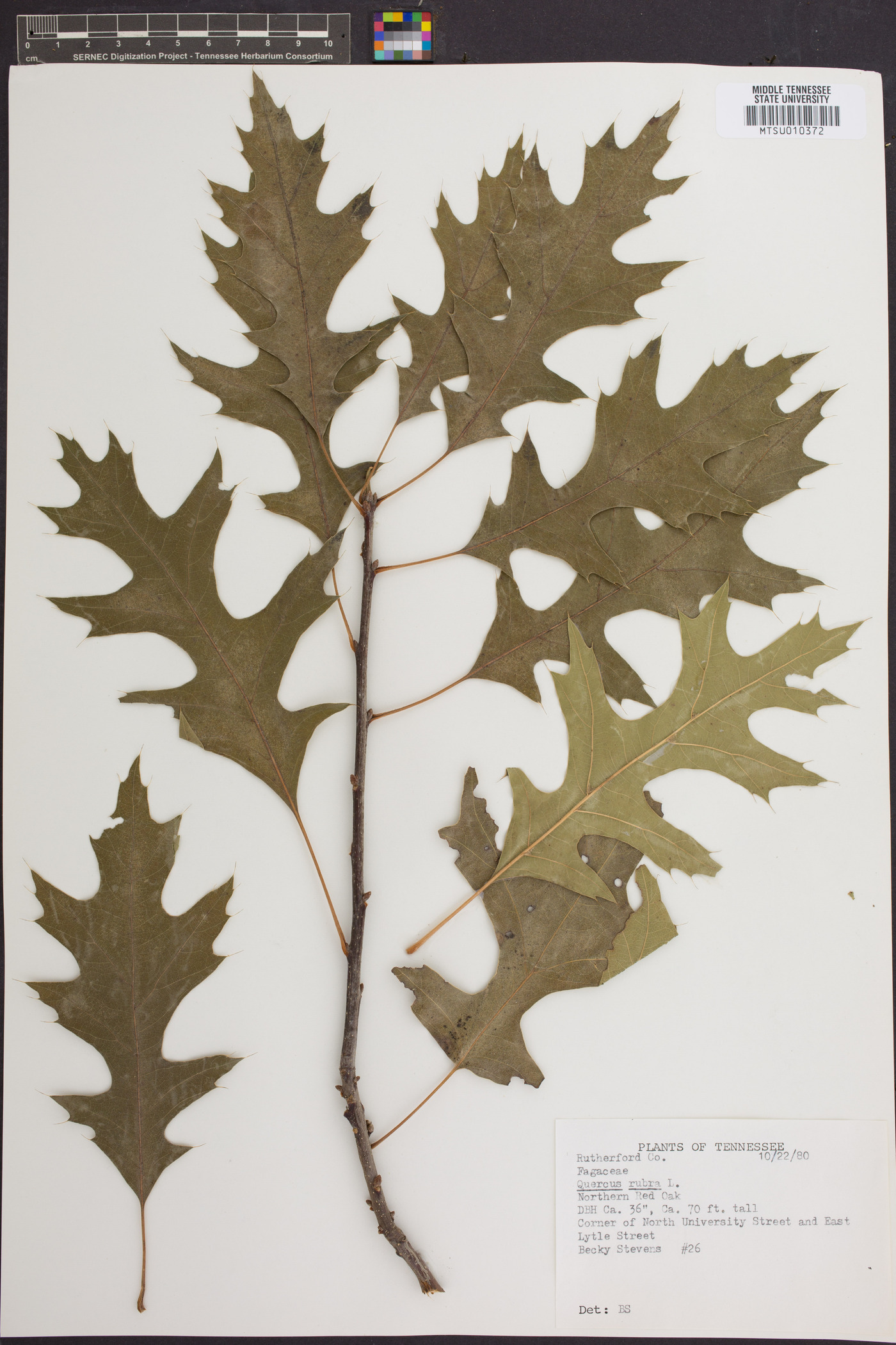 Quercus robur image