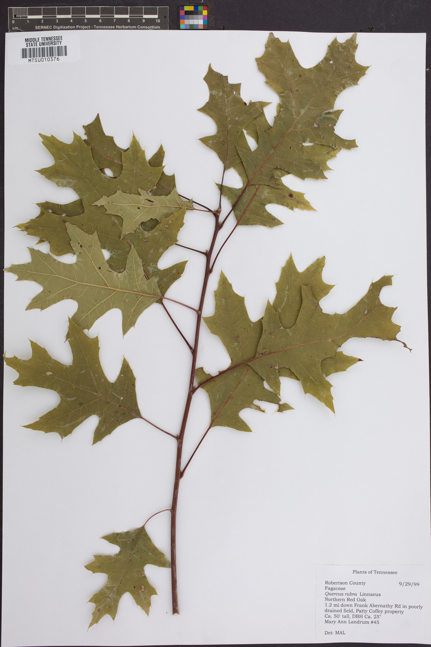 Quercus robur image