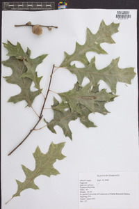 Quercus robur image