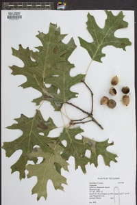 Quercus shumardii image