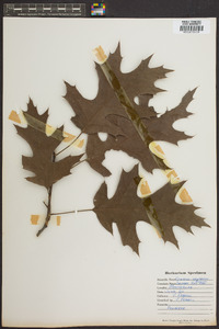 Quercus shumardii image