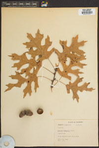 Quercus shumardii image