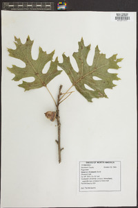 Quercus shumardii image