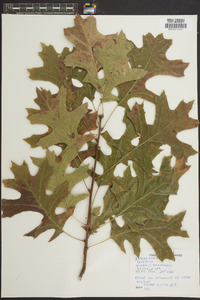 Quercus shumardii image