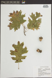 Quercus shumardii image