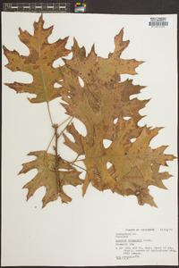 Quercus shumardii image