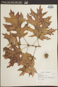 Quercus shumardii image