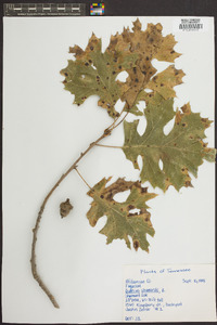 Quercus shumardii image