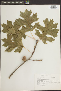 Quercus shumardii image