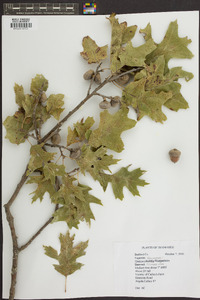 Quercus shumardii image