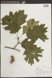 Quercus shumardii image