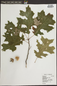 Quercus shumardii image