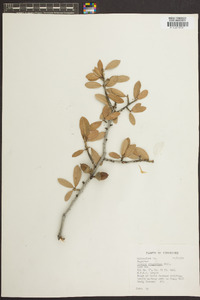 Quercus virginiana image