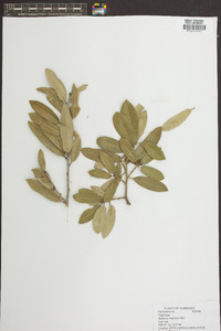 Quercus virginiana image