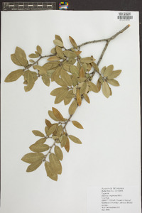 Quercus virginiana image