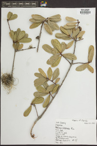 Quercus virginiana image