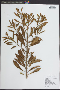 Myrica cerifera image