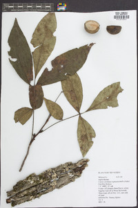 Carya carolinae-septentrionalis image