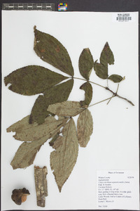 Carya carolinae-septentrionalis image