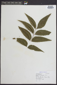 Carya illinoinensis image