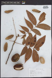 Carya illinoinensis image