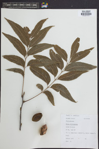 Carya illinoinensis image